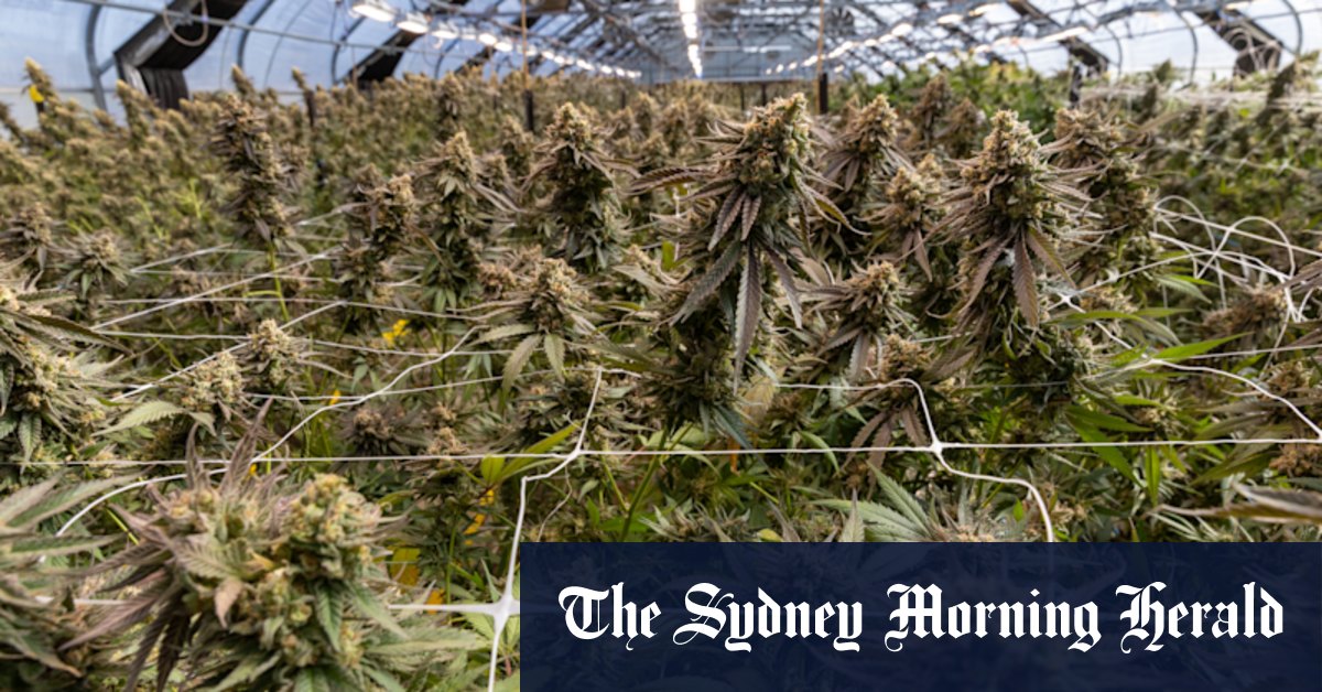 ‘No longer appropriate’: Watchdog flags medicinal cannabis strength limits amid boom