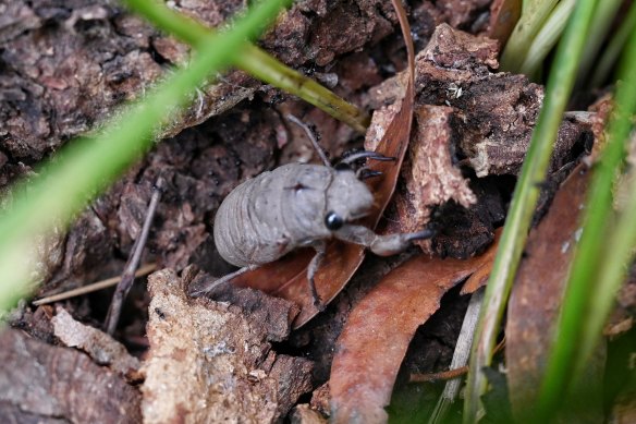 A cicada emerges from the soil at Burralow Creek, near Bilpin.