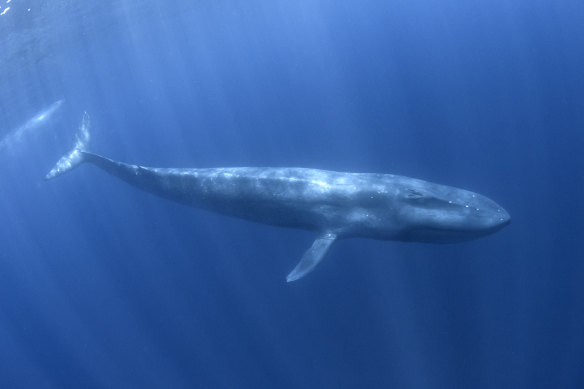 There has been an increase in the population of  pygmy blue whales around the Chagos Islands in the Indian Ocean. 