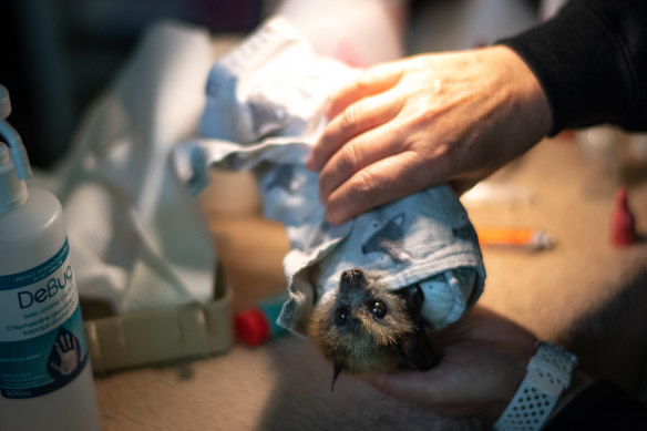 Endangered flying fox pups are cared for around the clock until they can be released into the wild as colonies. 