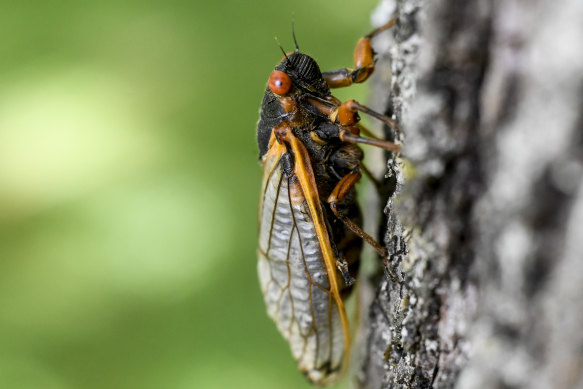 Some gourmands have taken to calling cicadas “the other white meat” – or “tree shrimp” because of their genetic closeness to the crustacean.