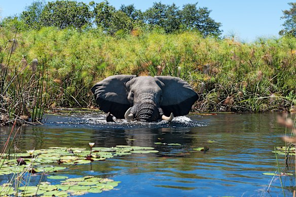 An African elephant takes a bath in the wetlands of Botswana.