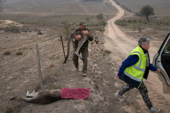 Animal rescuer Marcus Fillinger carries a bushfire-burned kangaroo on February 4 at Peak View in NSW. The dart gun specialist had tranquilised the wounded animal near a fire-scorched a reserve for transport to the Possumwood Wildlife recovery centre, run by Rosemary Austen (right).