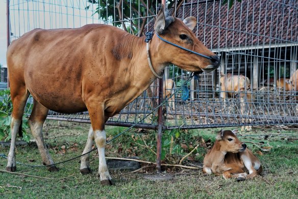 Penned cattle in Bali during the foot and mouth outbreak in July.