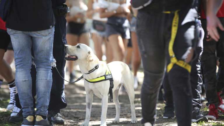 Police undertake searches with the help of sniffer dogs at the Field Day music festival in Sydney on New Years Day.