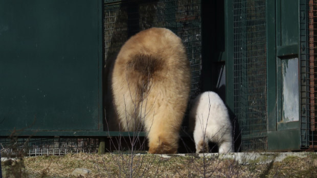 Victoria and her cub head back to their pen after exploring their outdoor enclosure.