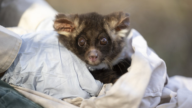 The perilous future facing Australia’s secretive ‘flying koalas’