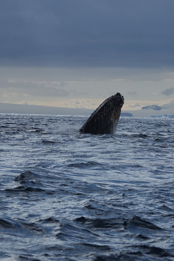 A breaching humpback whale.