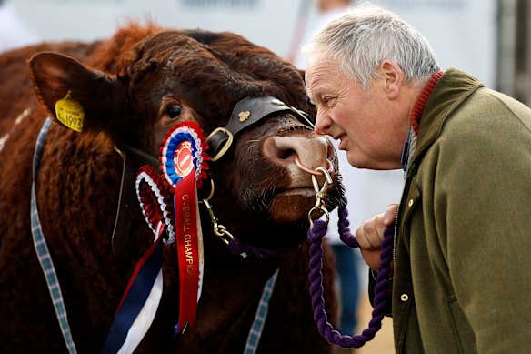A handler positions a Salers Bulls for a photograph after it was sold at Stirling Bull sales on February 16, 2026 in Stirling, Scotland. The auctions here at the Stirling Agricultural Centre are a prestigious showcase of pedigree bulls and heifers from leading UK herds, with some fetching a five-figure mark, attracting top breeders in the industry.  