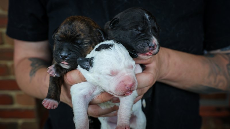 ‘People don’t want to think about it’: How animal shelters are reaching crisis point