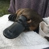 'Brink of extinction': Steep drop in platypus numbers as drought bites