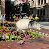 An ibis in Queen Street Mall.