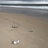Birds ‘lined up and mowed down’ by 4WD on Bribie Island beach