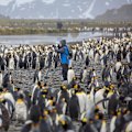 Surrounded – king penguins at South Georgia.