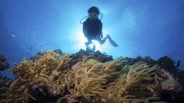 A diver on the outer Great Barrier Reef near Port Douglas.