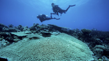 Divers on the outer Great Barrier Reef near Port Douglas.