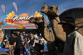 Camels walk among the crowds at the Royal Easter Show, which had reached its capacity crowd number by midday.