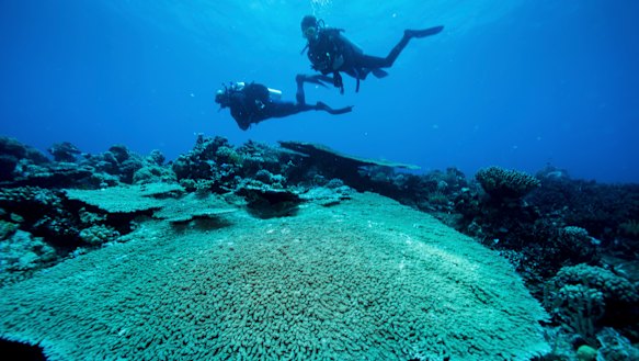 Divers on the outer Great Barrier Reef near Port Douglas.