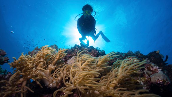 A diver on the outer Great Barrier Reef near Port Douglas.