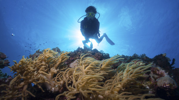 A diver on the outer Great Barrier Reef near Port Douglas.
