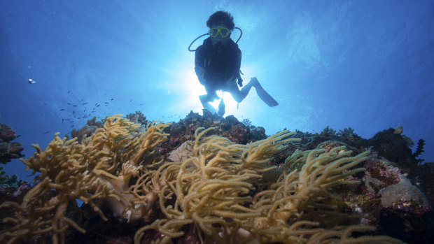 A diver on the outer Great Barrier Reef near Port Douglas.