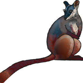 The design for the ACT's new mammal emblem, to be released on Thursday.