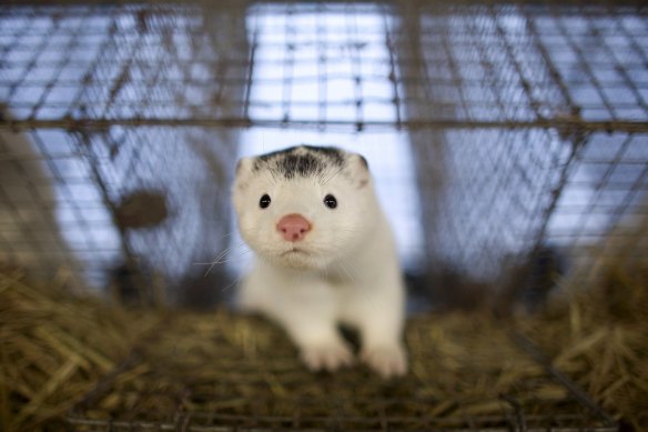 Dutch authorities have demanded a cull of thousands of minks at farms due to the spread of coronavirus. Pictured: a mink at a farm in Harbin, China.