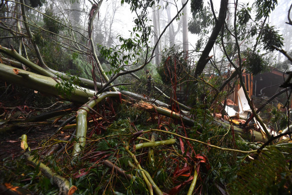 Storms wrought widespread destruction in Olinda and other parts of the Dandenongs, east of Melbourne, last week. 