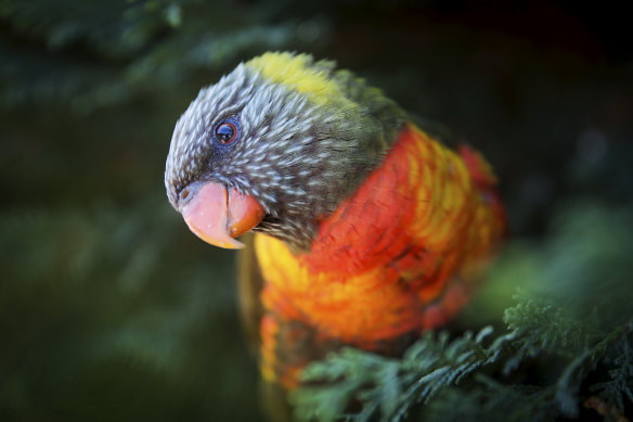 Lucius the Lorikeet will star in a new locally-developed Latin textbook