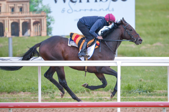 Wichita in action at trackwork at Werribee last week.