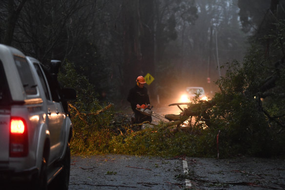 SES and CFA volunteers cleared trees throughout the night from the winding roads of the Dandenong Ranges.