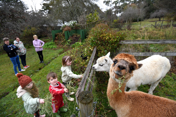 Alpacas Anzac and Sydney are a big attraction for families at Braeside Mount Macedon Country Retreat.