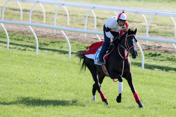 Japanese horse Lys Gracieux is being prepared for the Cox Plate.