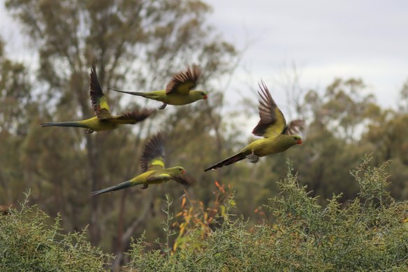 Rare Regent parrots in flight at Raakajlim.