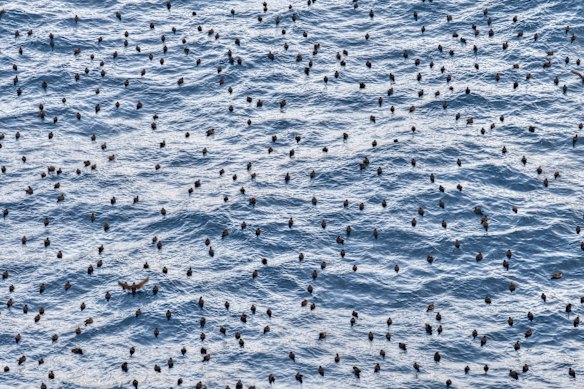 The shearwaters made up 70 per cent of the tiger sharks’ diet, according to scientific testing.