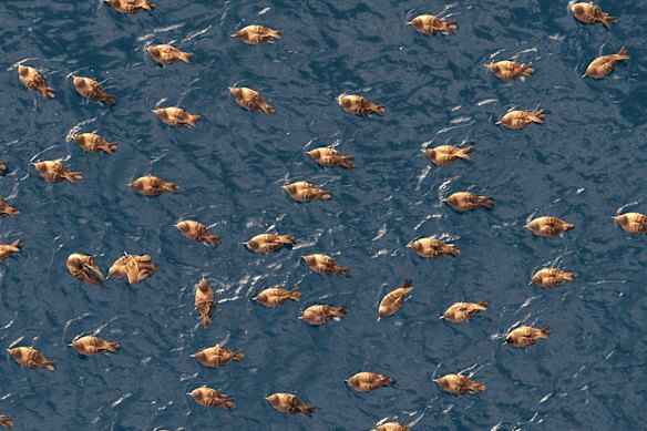 Wedge-tailed shearwaters, or mutton birds, in the waters off Norfolk Island.