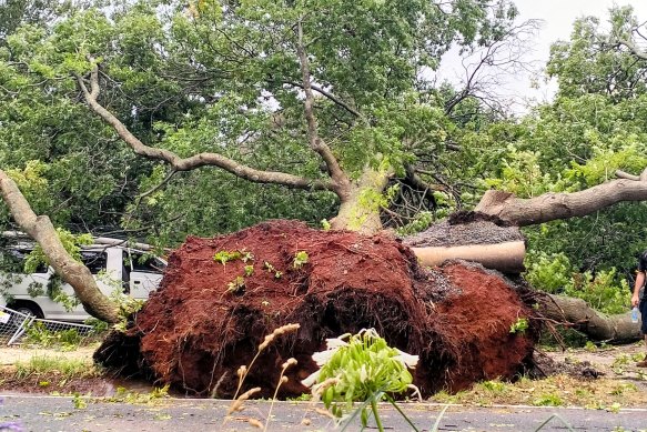 A giant tree toppled on a van in Emerald. 