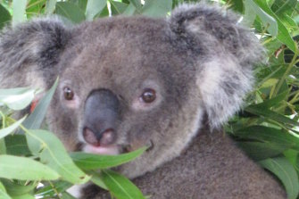 The original subject for the research on the koala genome: Pacific Chocolate.