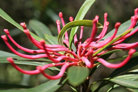 A Monga Waratah in flower.