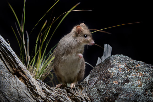 A bettong, one of several nocturnal critters you could spot at Mulligans Flat Woodland Sanctuary.