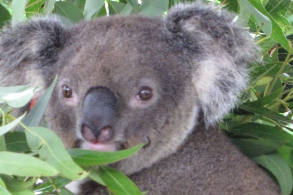 The original subject for the research on the koala genome: Pacific Chocolate.