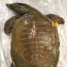 Box of dead turtles among tonnes of products found in biosecurity haul