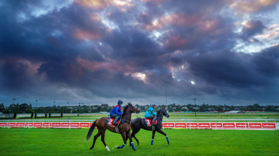 Zaaki and Mo’unga at trackwork at Moonee Valley.