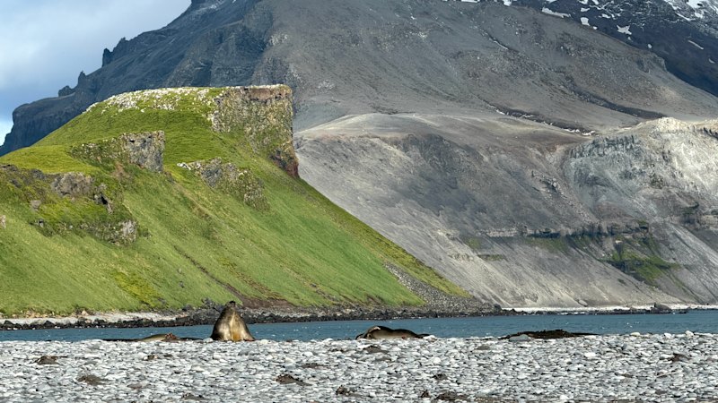 Scientists report increased grass growth in parts of Antarctica amid climate concerns