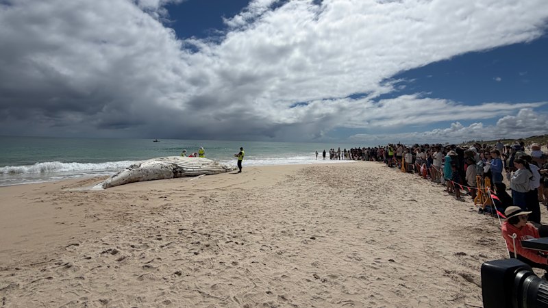 Specialist crews begin ‘gruesome task’ of removing 31-tonne whale carcass from City Beach
