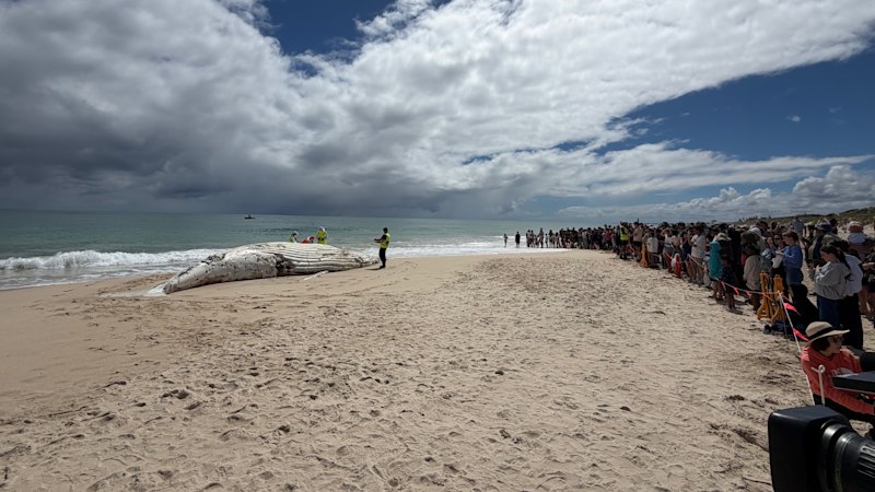 Specialist crews begin ‘gruesome task’ of removing 31-tonne whale carcass from City Beach