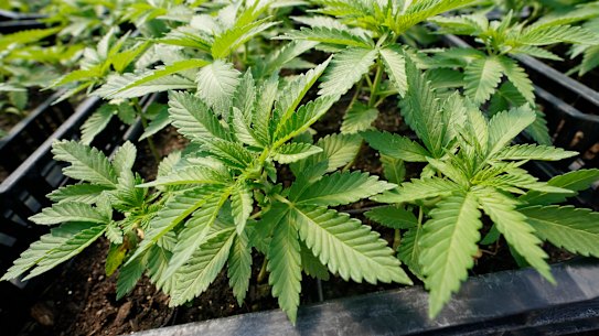 Clinical trials have yet to prove medical marijuana’s effectiveness for sleep.