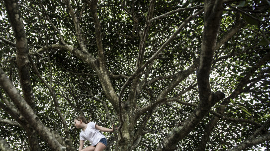Lost art of tree climbing: the process of working out which branches they can and can’t reach is a chance for them to learn about their own limitations and their risk profile.