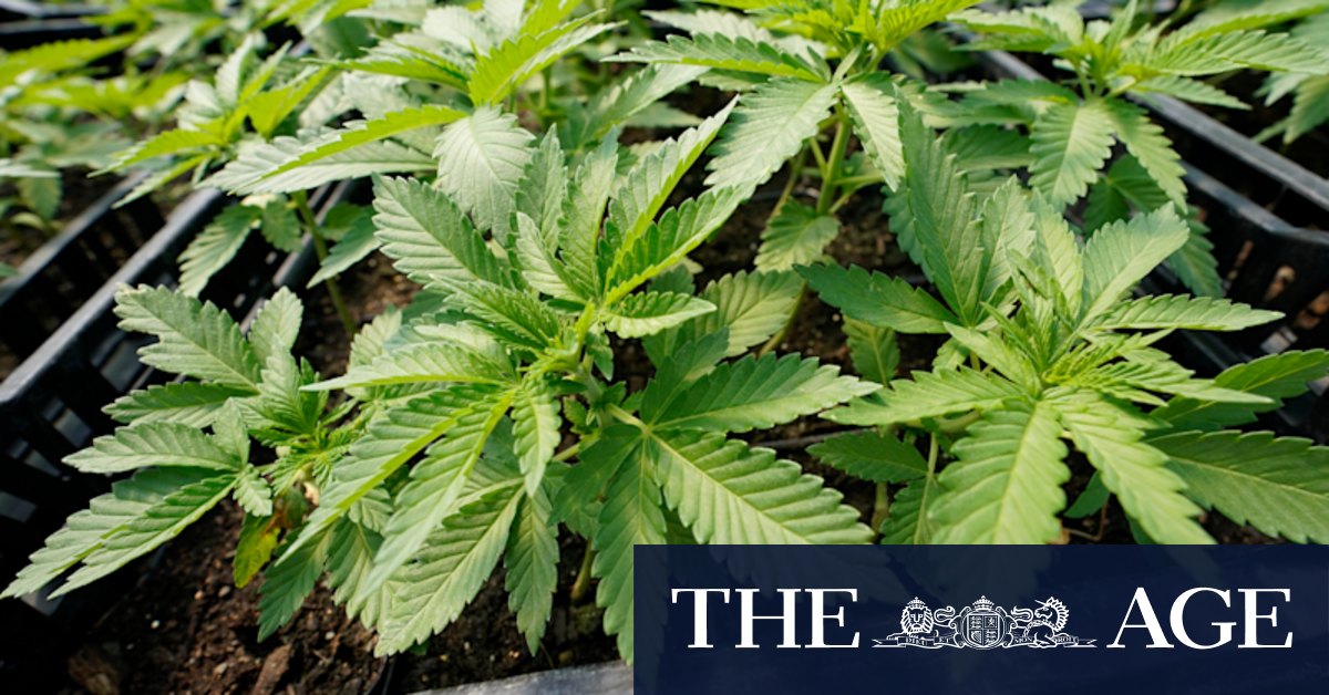 Australia medical cannabis industry hits pharmacy obstacle - Vimarsana News
