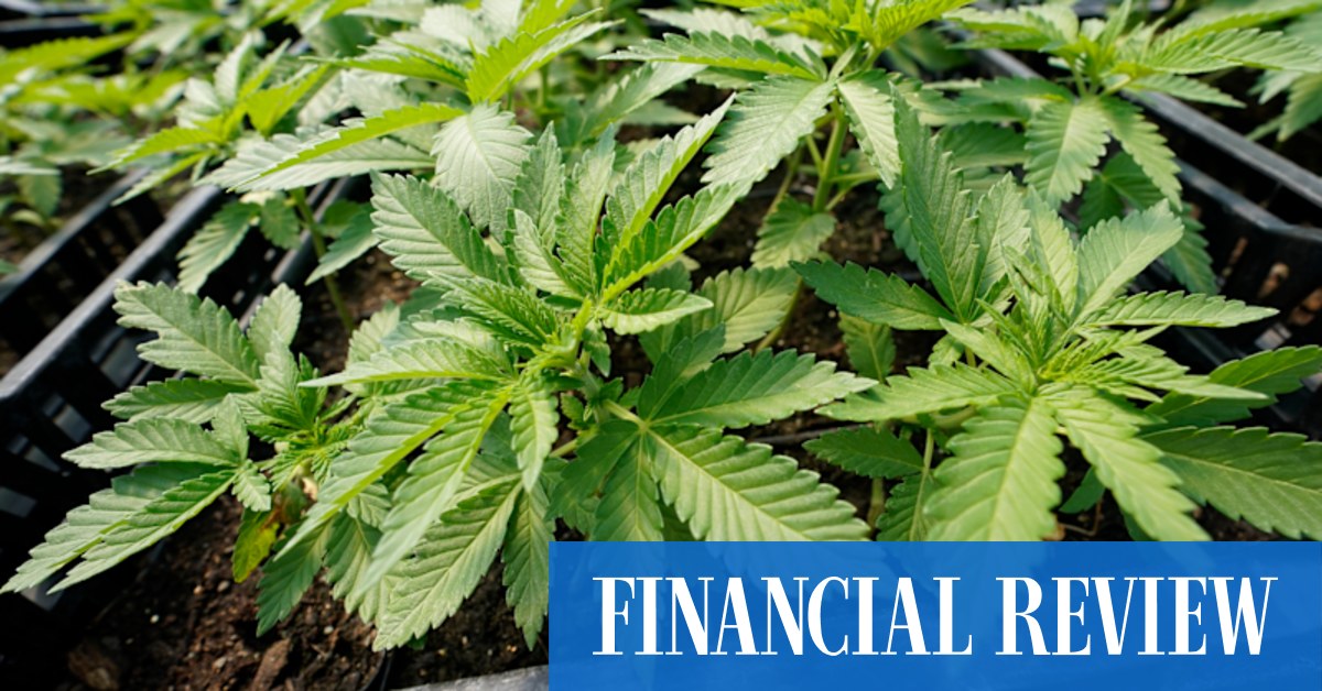 Weed supply and demand: New York cannabis is one thing that's cheaper these days - Vimarsana News